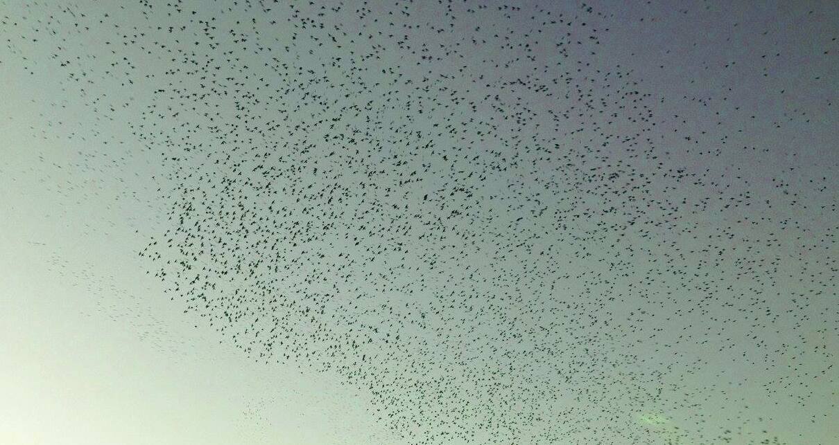 imageedit_11_6137205927